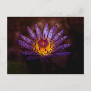 Water Lily Fotografie Postcard von Freyja   Serene Postkarte