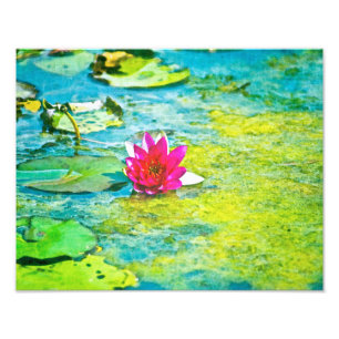 Water Lily Lilypad Fotodruck