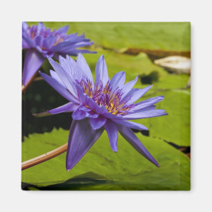 Water Lily Magnet