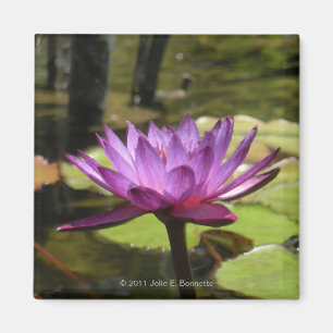 Water Lily Magnet