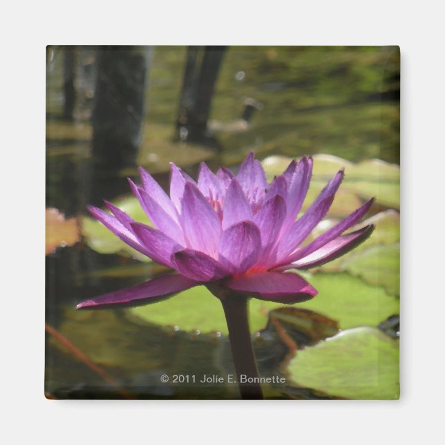 Water Lily Magnet (Vorne)