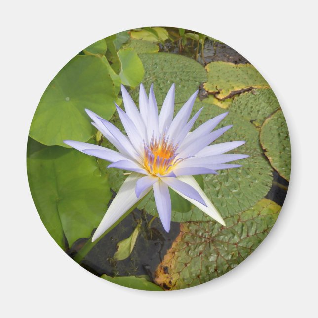 Water Lily Magnet (Vorne)