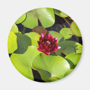 Water Lily Magnet