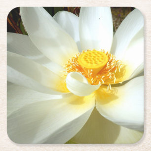 Water Lily Paper Coaster Rechteckiger Pappuntersetzer