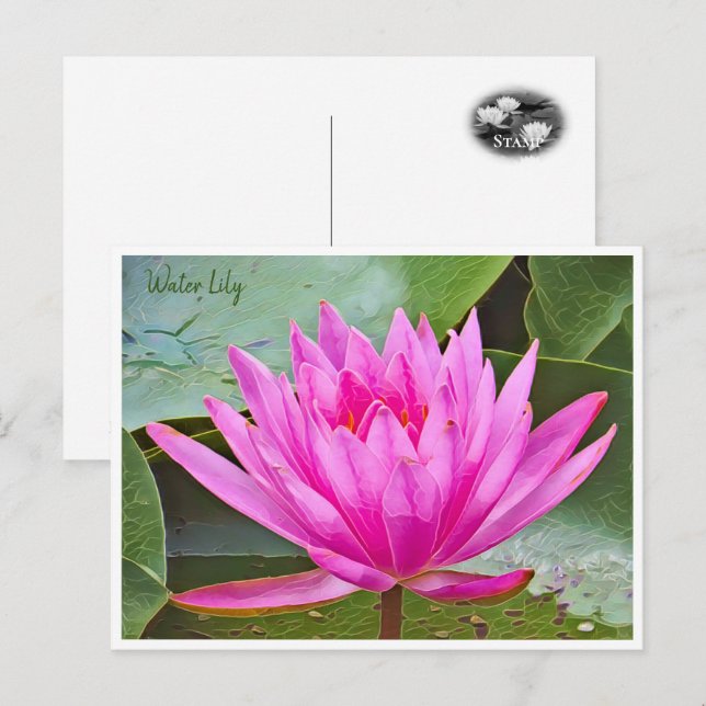 Water Lily Postkarte (Vorne/Hinten)