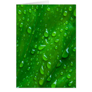 Water on a Leaf