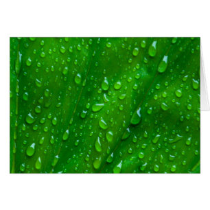 Water on a Leaf