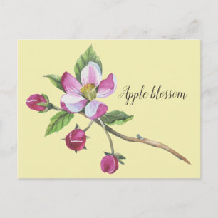 Watercolor Apple Blossom Postkarte