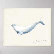 Watercolor Beluga Whale