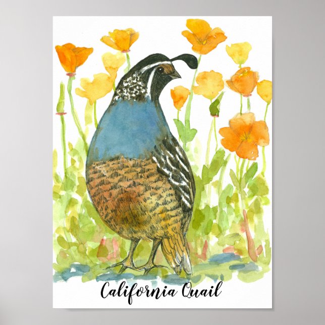 Watercolor California Quail Bird Poster (Vorne)