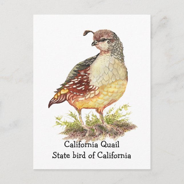 Watercolor California Quail Staat Postkarte (Vorderseite)
