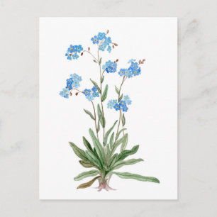 Watercolor drawing of Forget-me-not Flower Postkarte