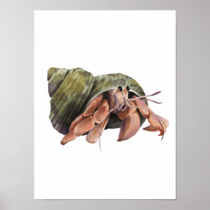 Watercolor Hermit Crab Crustaceancor Poster