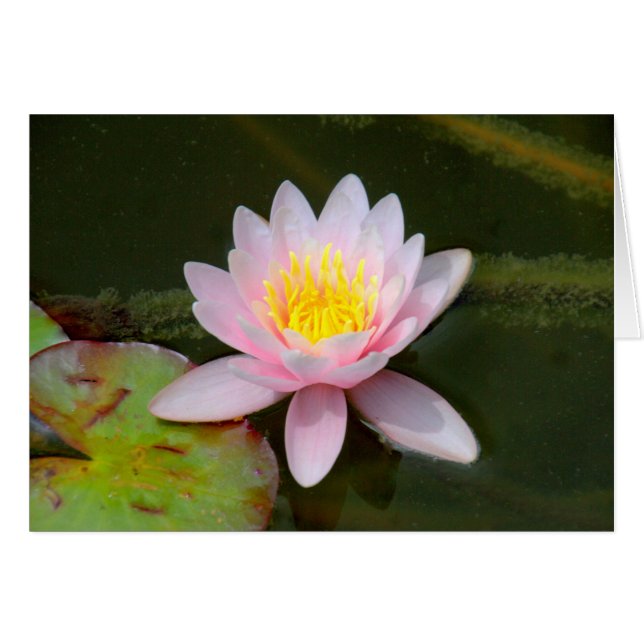 " Waterlilly " (Vorderseite (Horizontal))