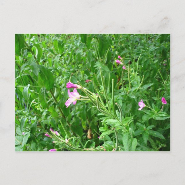 Watermead Country Park Postkarte (Vorderseite)