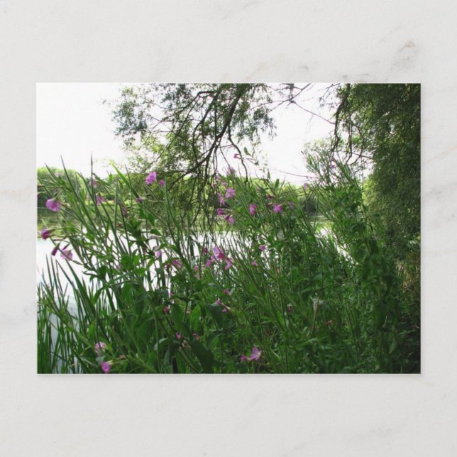 Watermead Country Park Postkarte (Vorderseite)