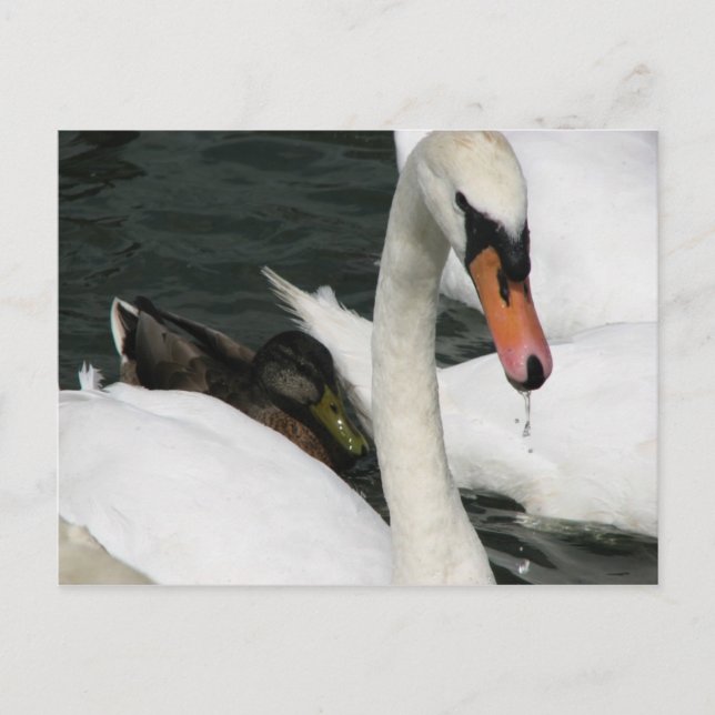 Watermead Country Park Postkarte (Vorderseite)