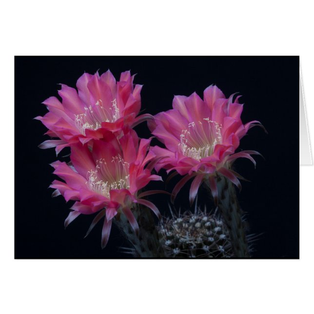 Watermelon Cactus Surprise (Vorderseite (Horizontal))