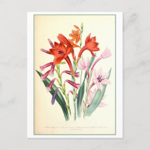 Watsonia Botanical Illustration Vintag Postkarte