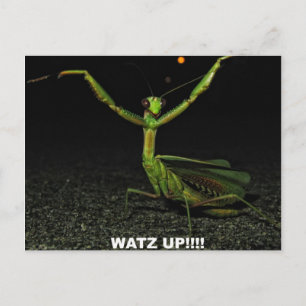 Watz Up Mantis Postkarte