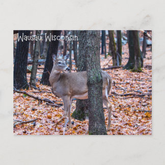 Wausau Wisconsin Deer Postkarte