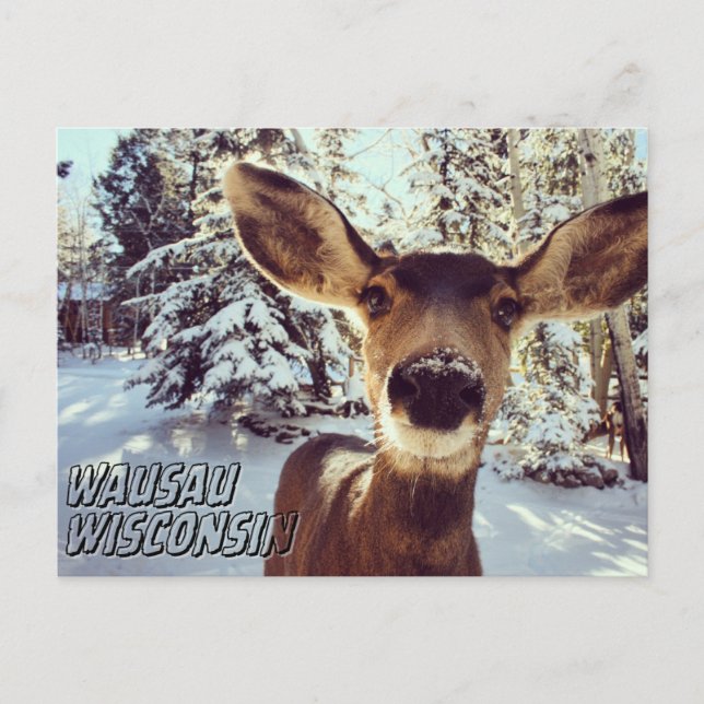 Wausau Wisconsin Postcard Niedlich Hirsch Postkarte (Vorderseite)