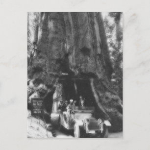 Wawona Tree Magic Lantern Vintage Kalifornien Postkarte