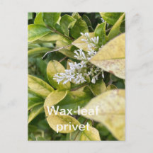 Wax-Blatt-Privatkarte