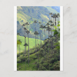 Wax palms Cocora Tal Kolumbien Postkarte