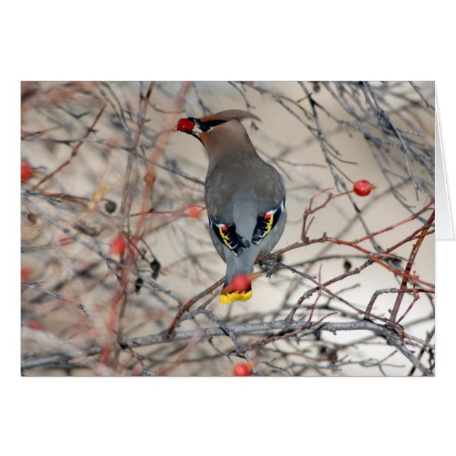 Waxwing-Foto-Karte (Vorderseite (Horizontal))