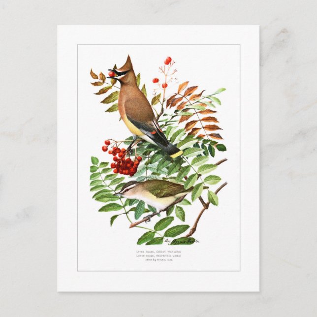 Waxwing und Vireo Postkarte (Vorderseite)