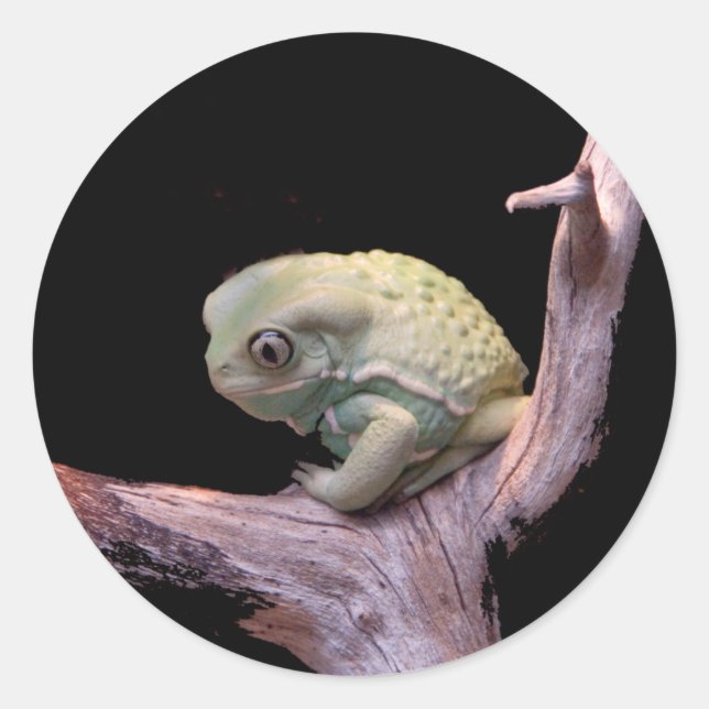 Waxy Monkey Frog Runder Aufkleber (Vorderseite)