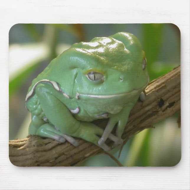 Waxy Tree Frog Mousepad (Vorne)