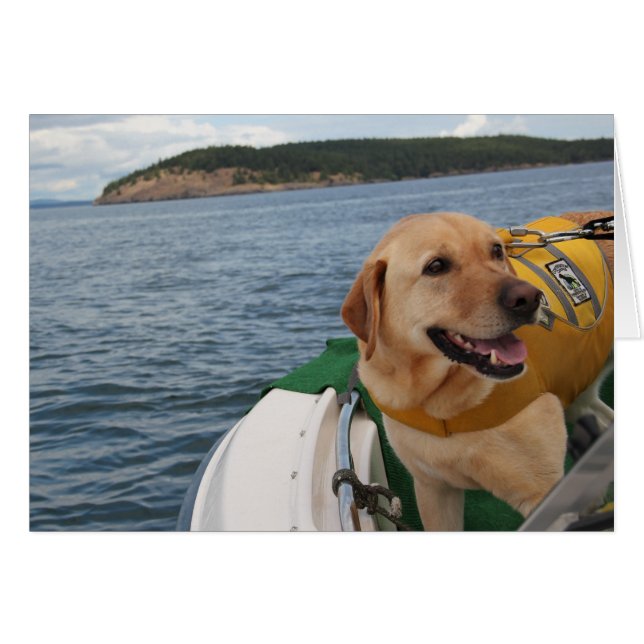 Waylon an den Arbeits-Erhaltungs-Hunden Labrador (Vorderseite (Horizontal))