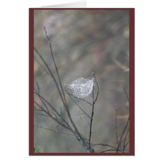 Web