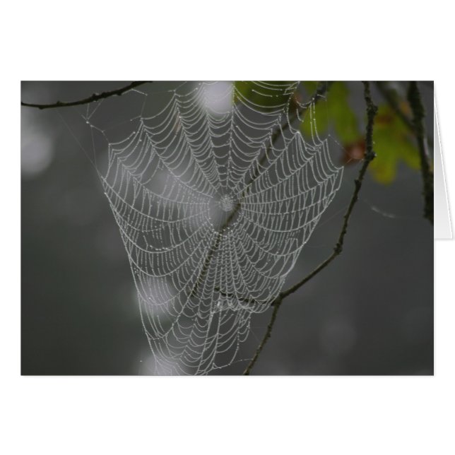 WEB (Vorderseite (Horizontal))