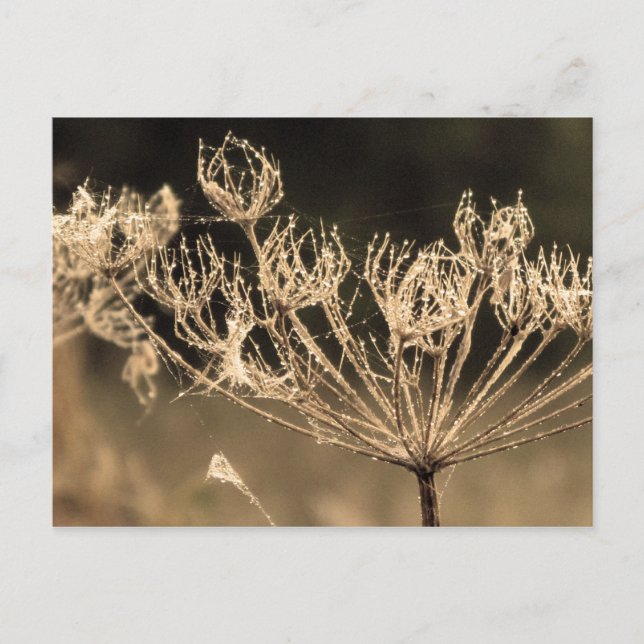 Web und Wasser in Sepia Postkarte (Vorderseite)