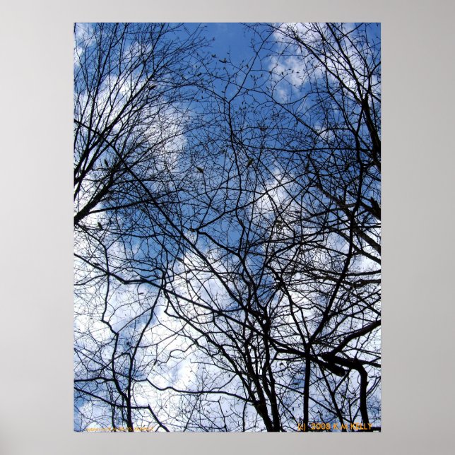 WEBBED SKY. POSTER (Vorne)