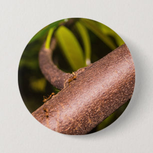 Weberameisen auf Holz Button