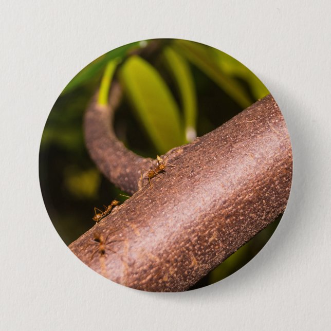 Weberameisen auf Holz Button (Vorderseite)