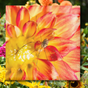 Weberknecht auf gelber roter Dahlie Magnet
