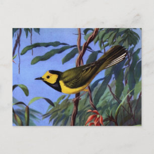 Weber's Hooded Warbler Postkarte
