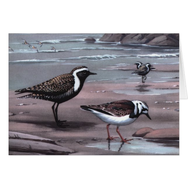 Weber's Plovers & Turnstones (Vorderseite (Horizontal))