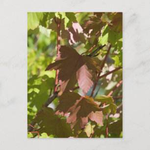 Wechseln der Herbstübergänge Postkarte