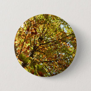 Wechselnde Ahornbaum grüne und goldene Herbstfarbe Button