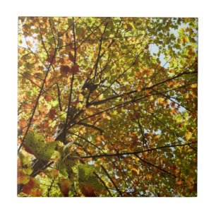 Wechselnde Ahornbaum grüne und goldene Herbstfarbe Fliese