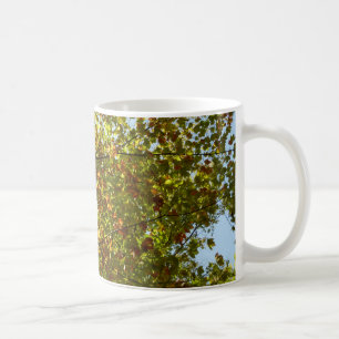 Wechselnde Ahornbaum grüne und goldene Herbstfarbe Kaffeetasse