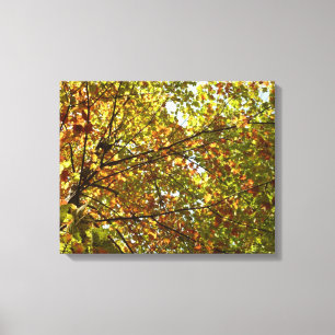 Wechselnde Ahornbaum grüne und goldene Herbstfarbe Leinwanddruck