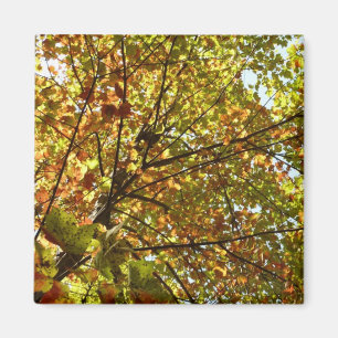 Wechselnde Ahornbaum grüne und goldene Herbstfarbe Magnet