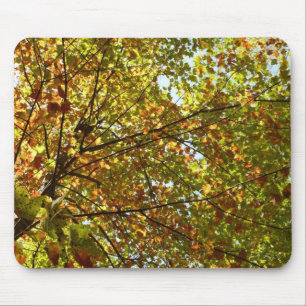 Wechselnde Ahornbaum grüne und goldene Herbstfarbe Mousepad